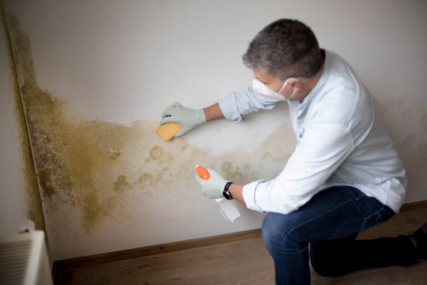 Best Industrial Mold Remediation  in Citrus Hills, FL