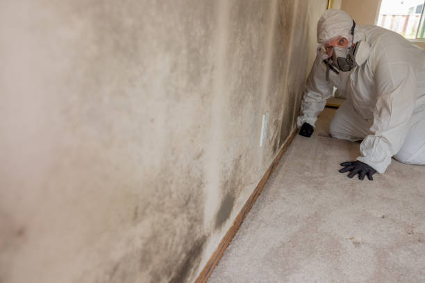 Best Post-Construction Mold Inspection  in Citrus Hills, FL